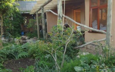 Owner-builder journey | A home that would grow a forest